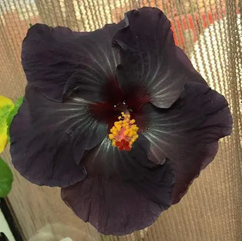 Hibiscus Flower Black Easy Grow Plant - for planting in home garden